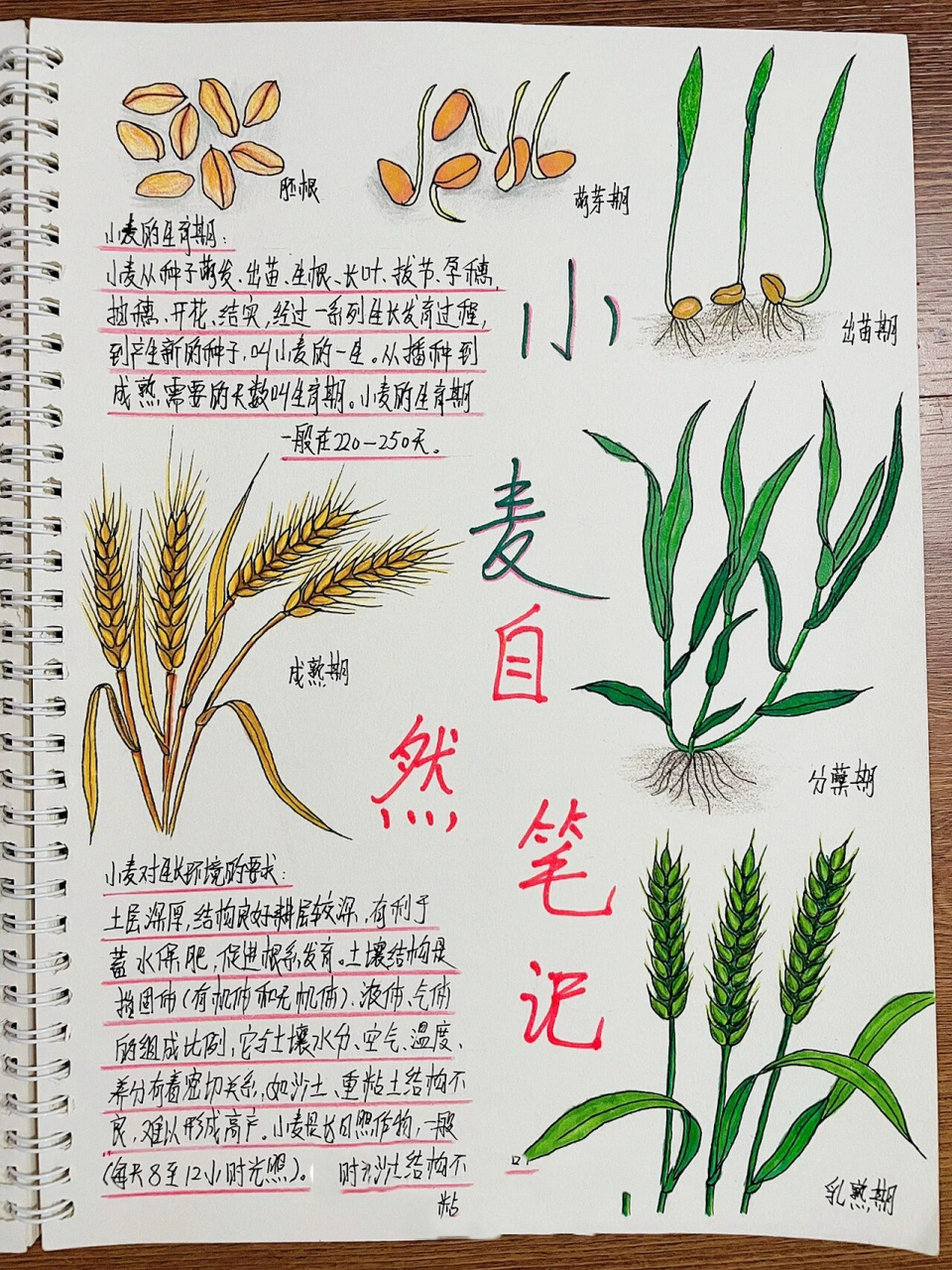 原创自然笔记-小麦 小麦经历寒冬才能成熟,它的果实不能直接使用,需要