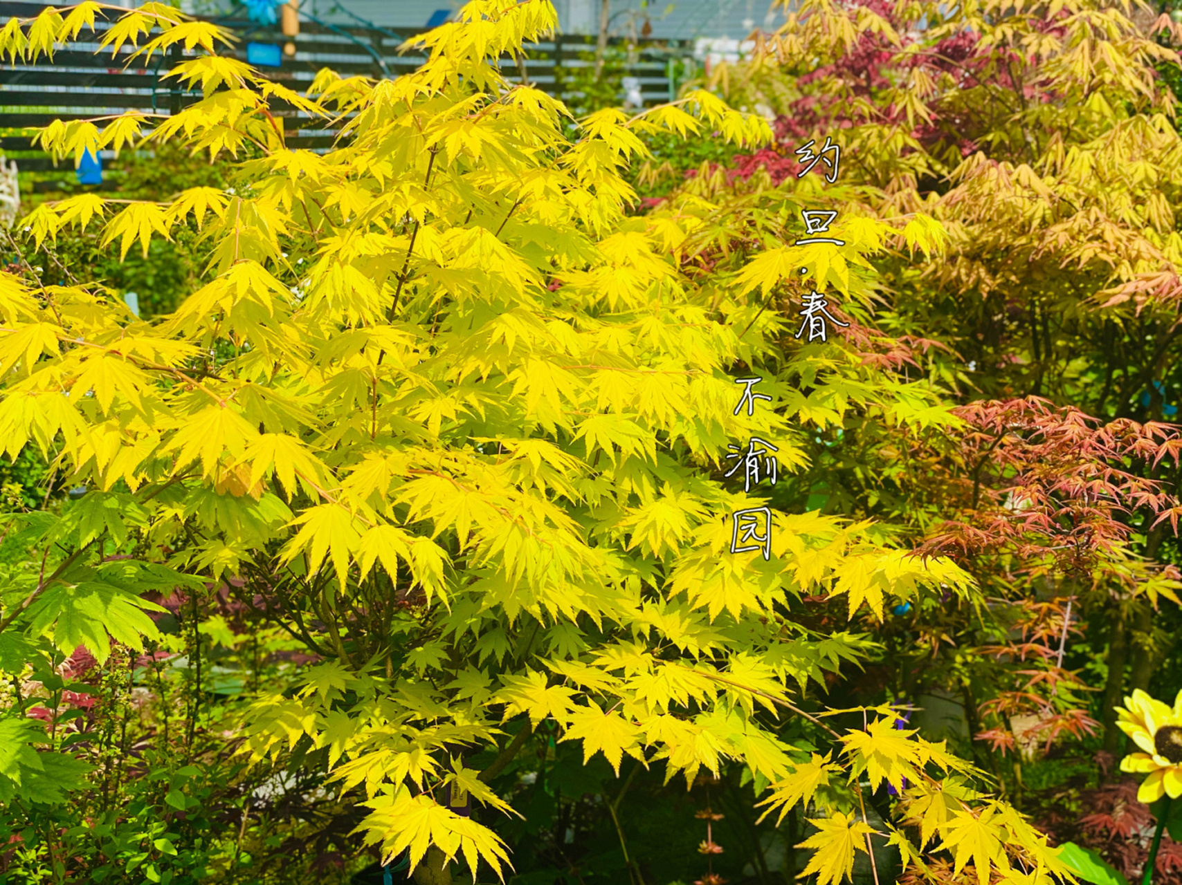 槭树园枫树展叶之魅5蝴蝶和俄勒冈 #不渝园枫树# #我的秘密花园# 蝴蝶