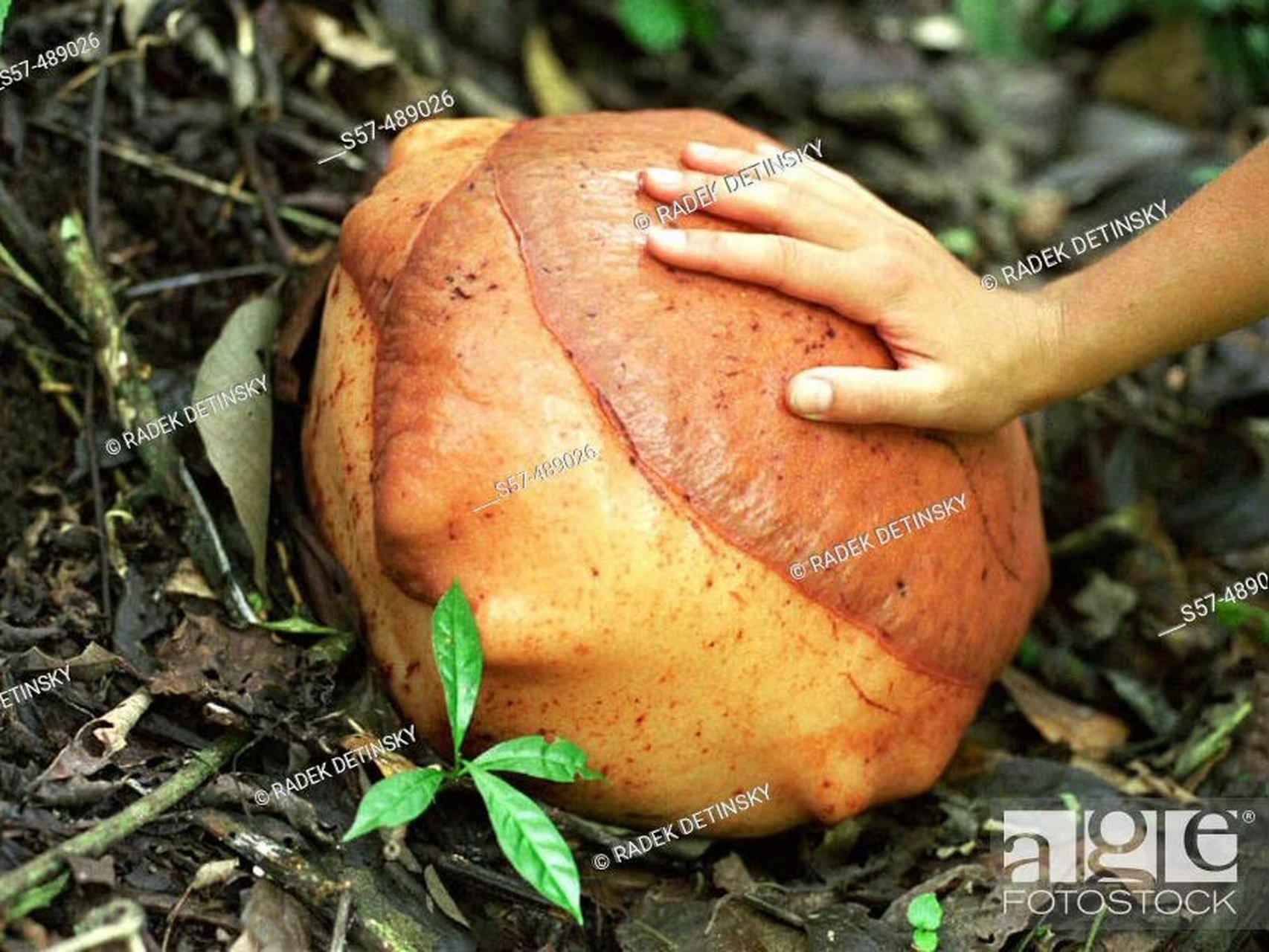 巨臭无比的 大王花 产自马来西亚,印度尼西亚的爪哇,苏门答腊等热带