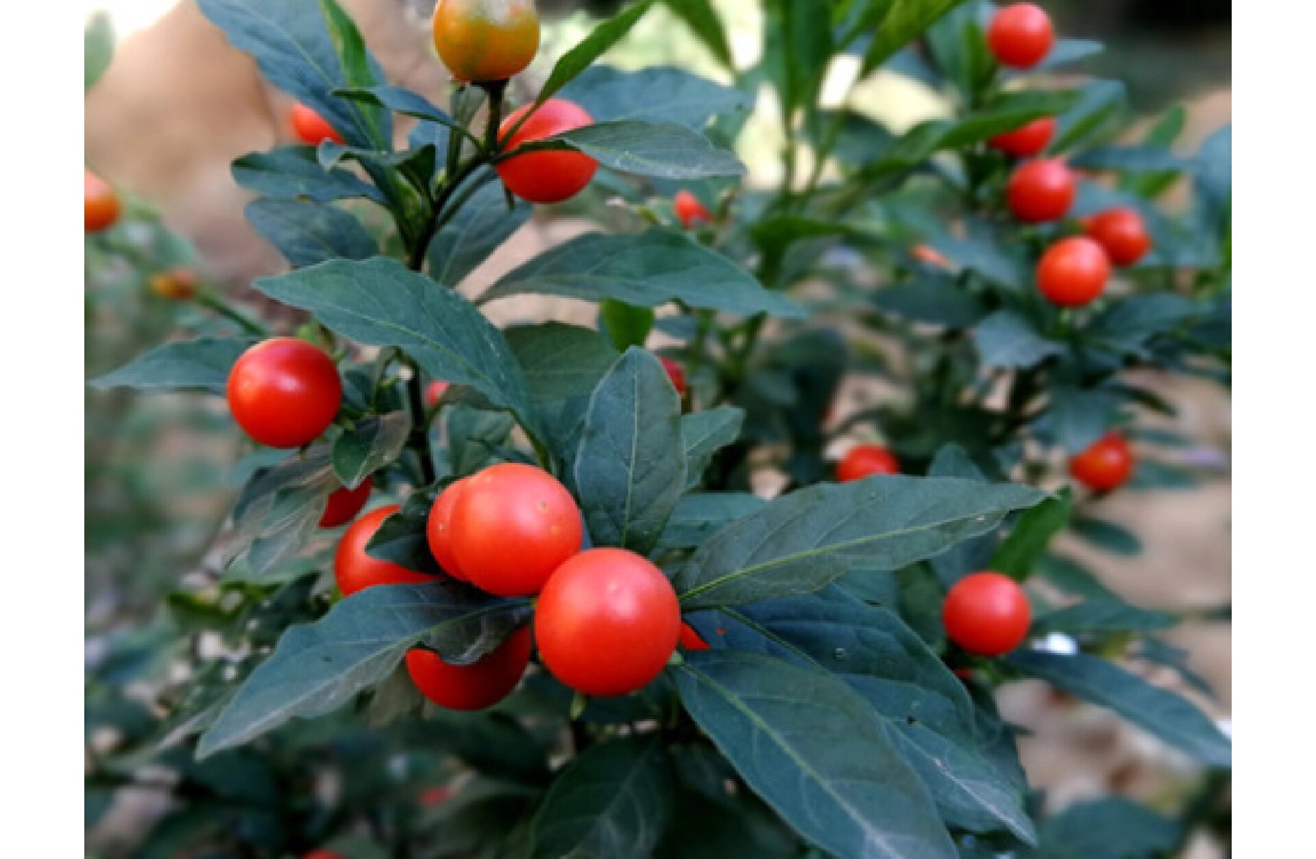 96第264天/珊瑚樱:明天会幸福,吉祥喜庆 96带你每天认识一种花