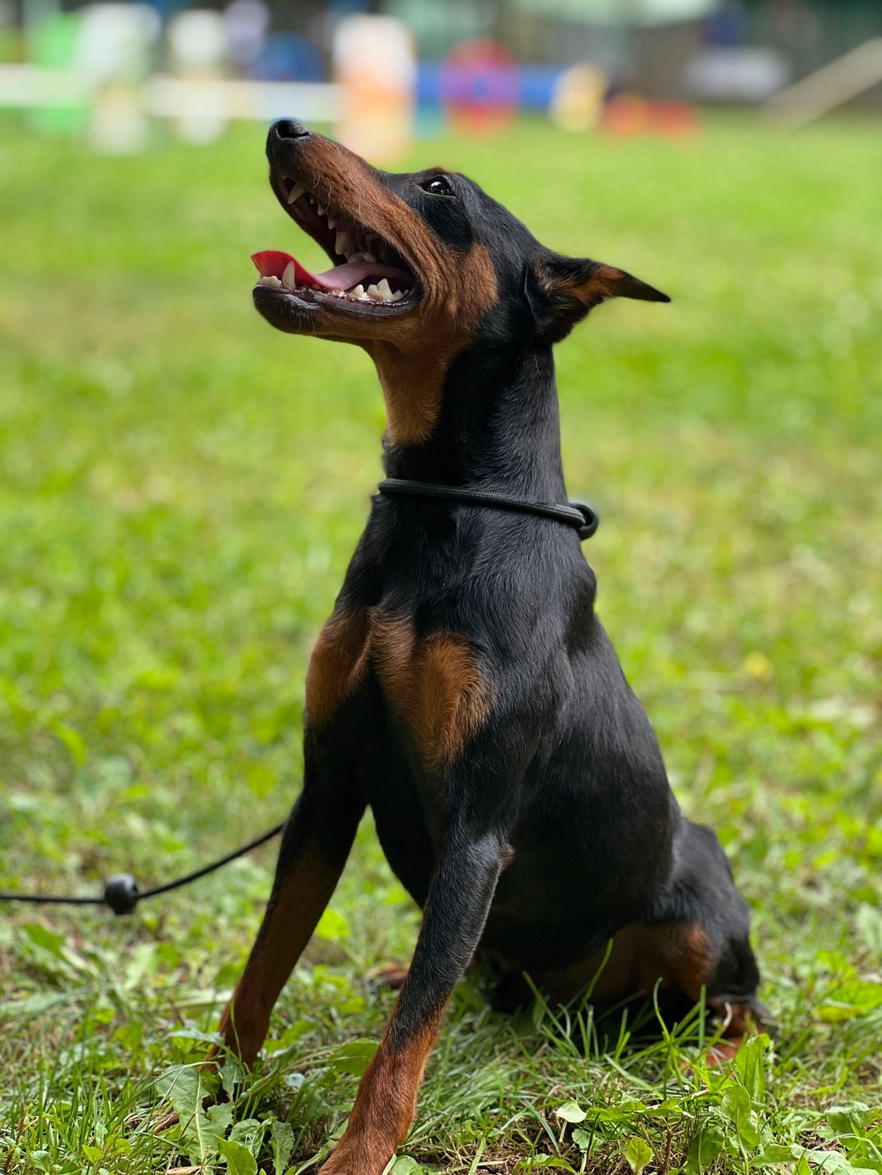 迷你杜宾(mini宾莎犬)不要错以为是吉娃娃哟