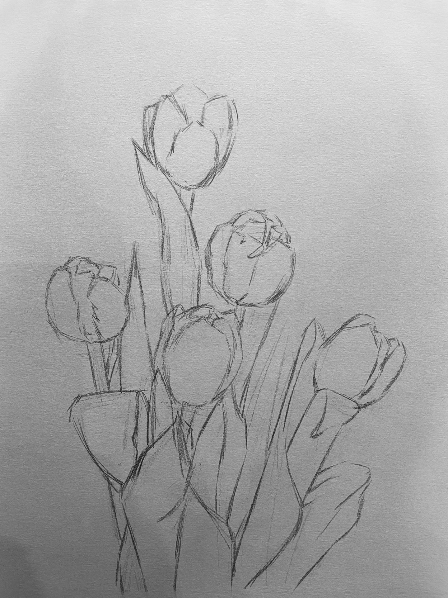 素描花卉详细步骤图分享【郁金香