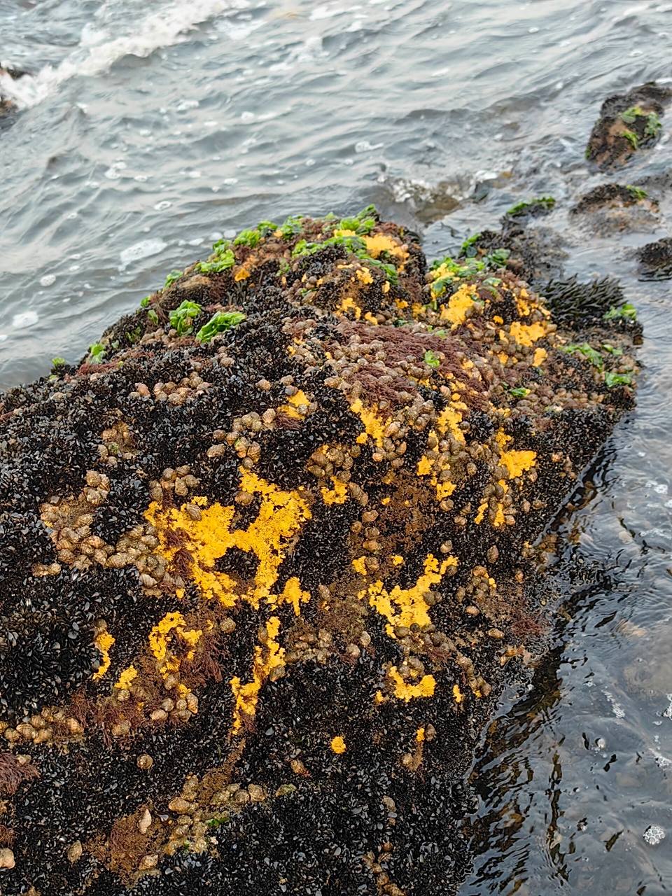 17二刷秦皇岛东山浴场赶海!花蛤吃到撑! 赶海太好玩了!