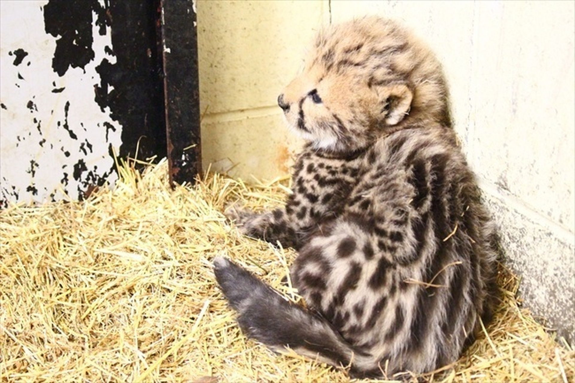 这只豹妈妈生了2只豹宝宝,呆头呆脑的萌死了