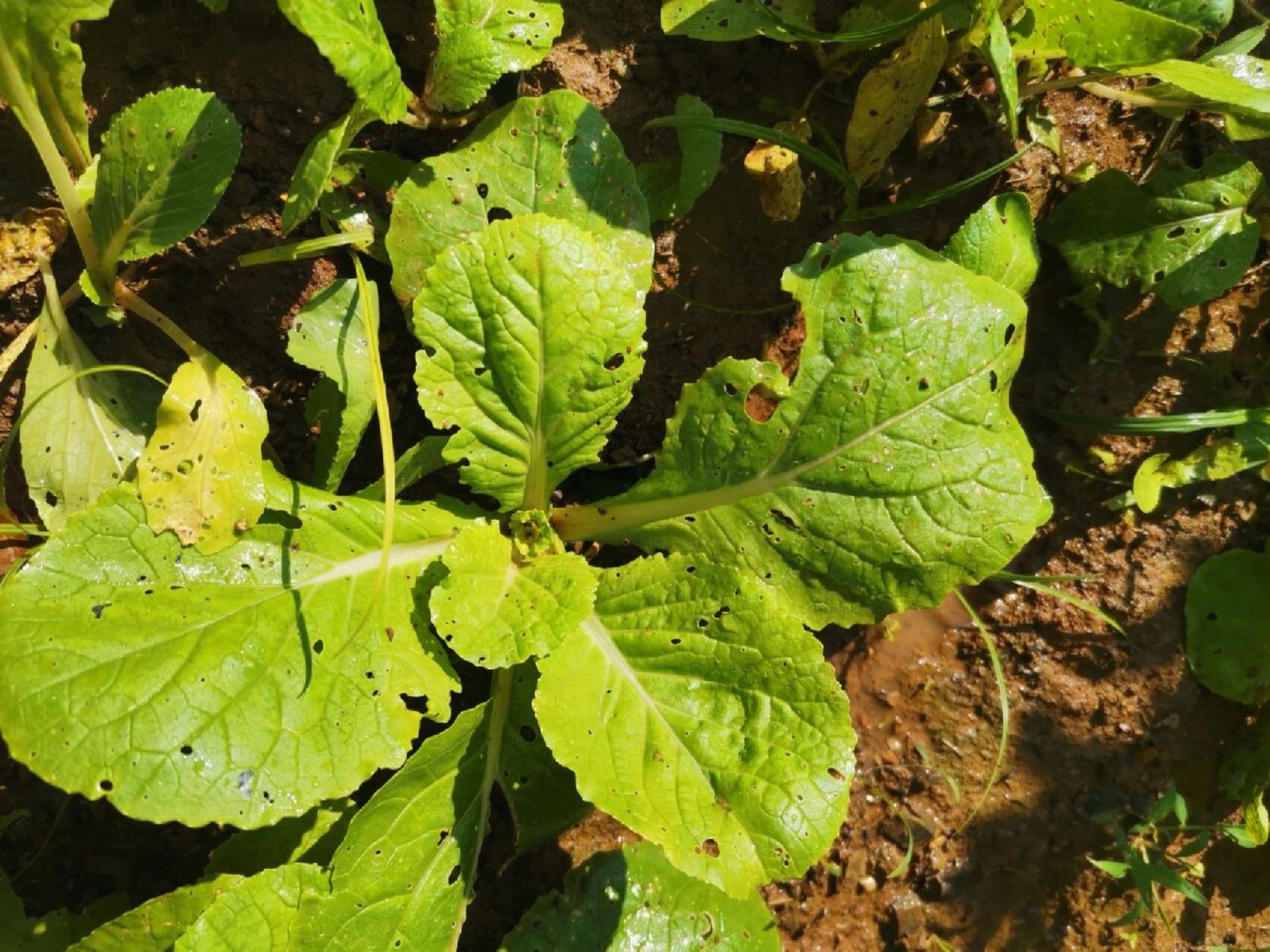 青菜长虫了怎么办 种的青菜长虫了,撒了草木灰也没有用,因为经常有