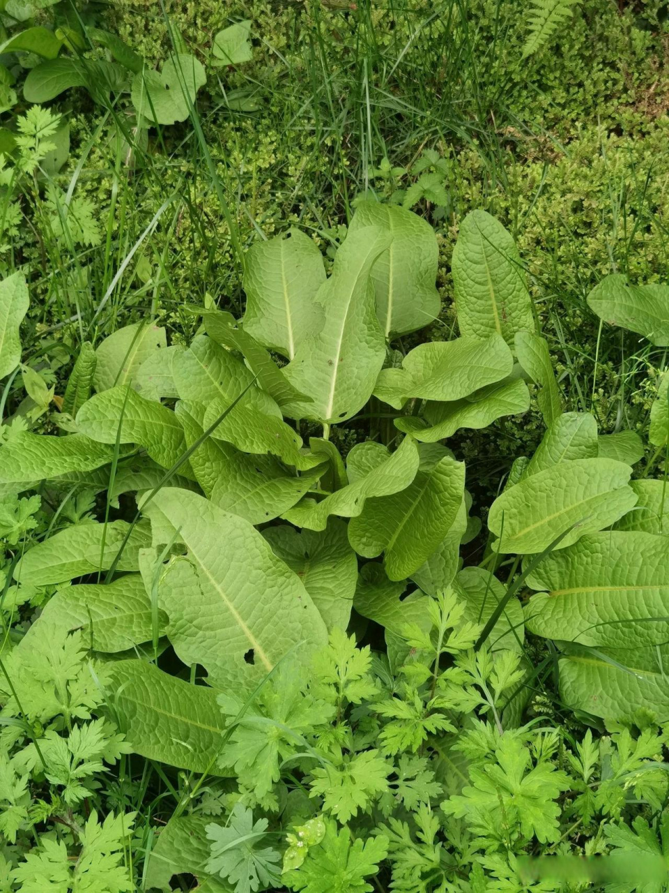 野菠菜图片