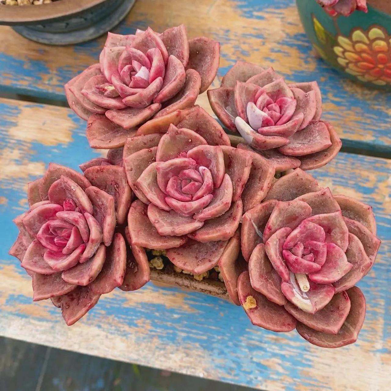 多肉分享 1.琉璃盏  2.碧桃  3.雪精灵 4.水莲  5.饺子皮  6.