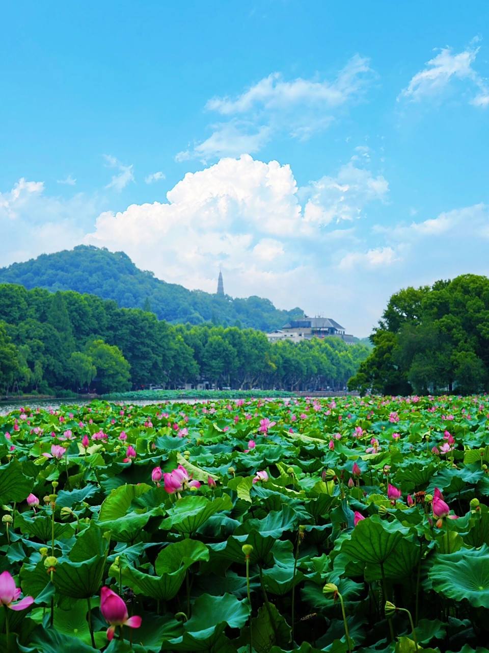 听说夏天游西湖最凉爽的打开方式你还不知道 这几天的西湖,那是相当热