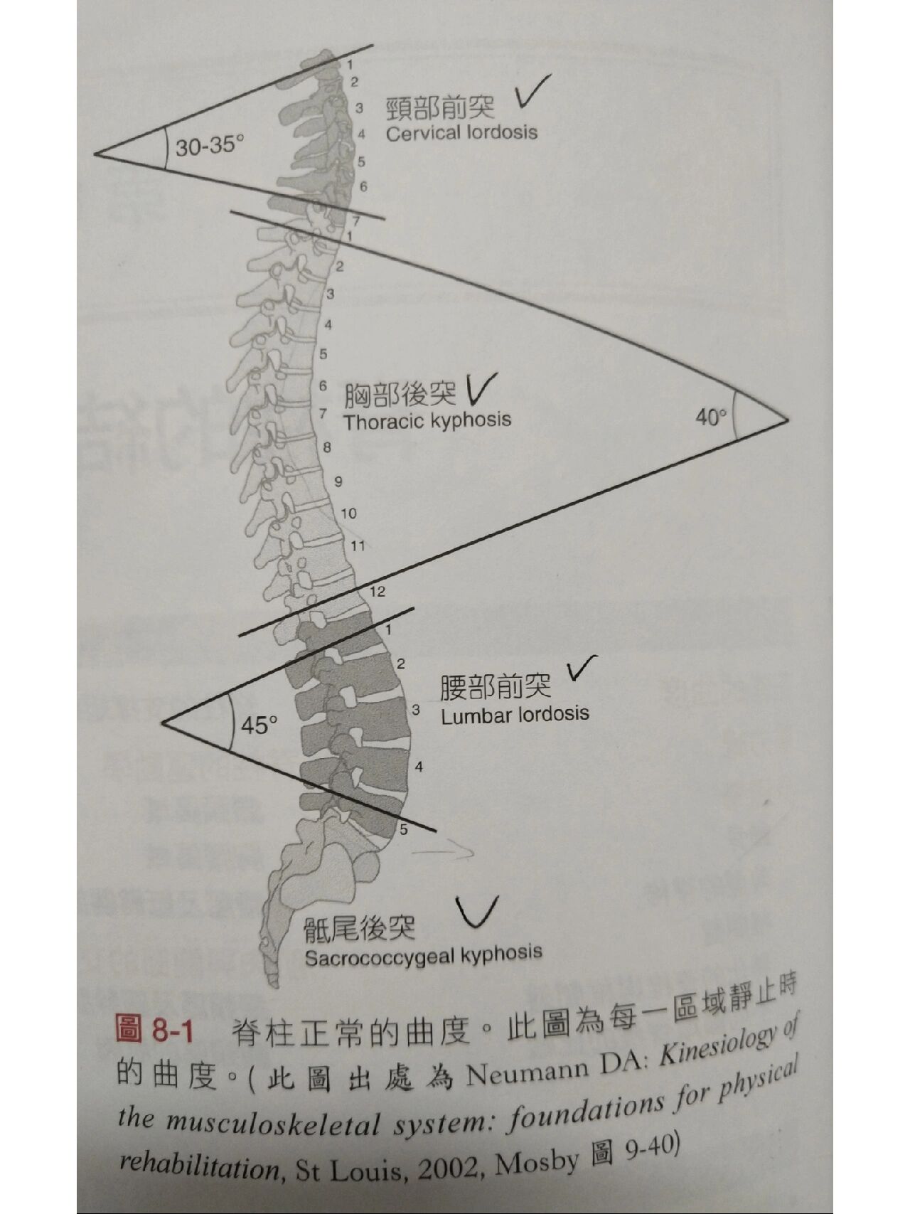 而我们的脊柱是由一组自然的曲度所构成,即颈椎前突30