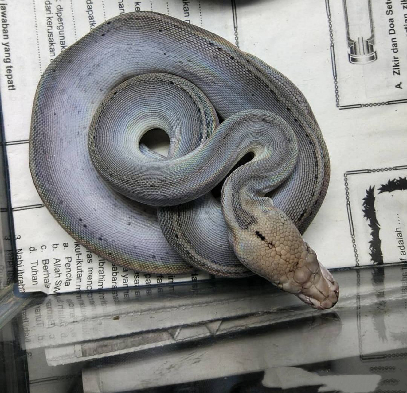 世界上最长的蛇-网纹蟒 世界上最长的蛇-网纹蟒 森蚺是世界上最重的蛇