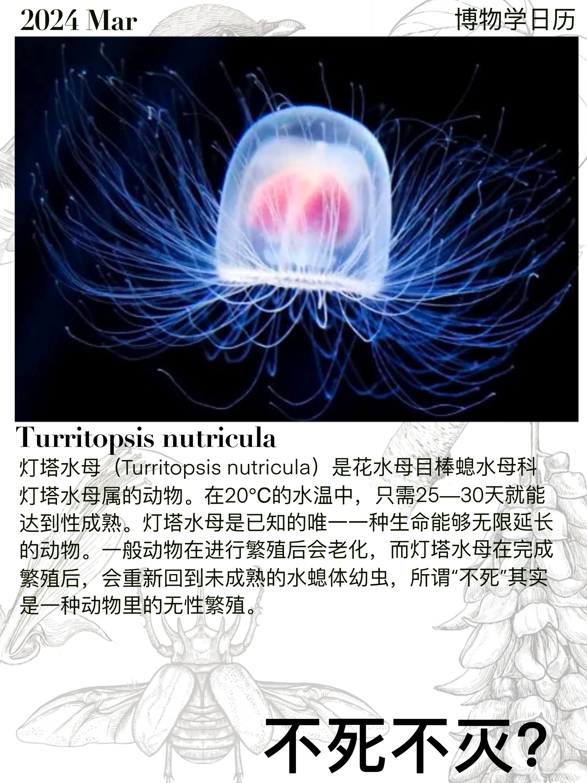 很遗憾,并不是不死不灭 	 灯塔水母是花水母目棒螅水母科灯塔水母属