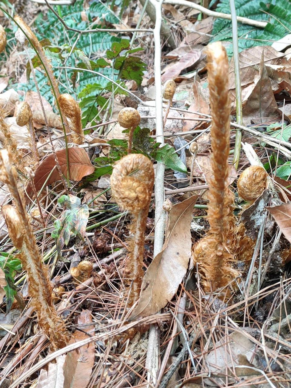 长毛蕨菜图片