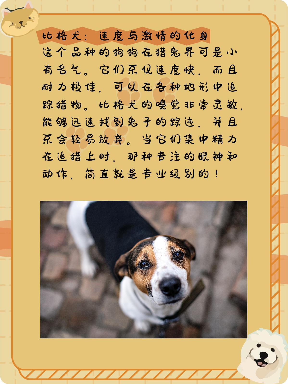 1,比格犬:速度与激情的化身 这个品种的狗狗在猎兔界可是小有名气.
