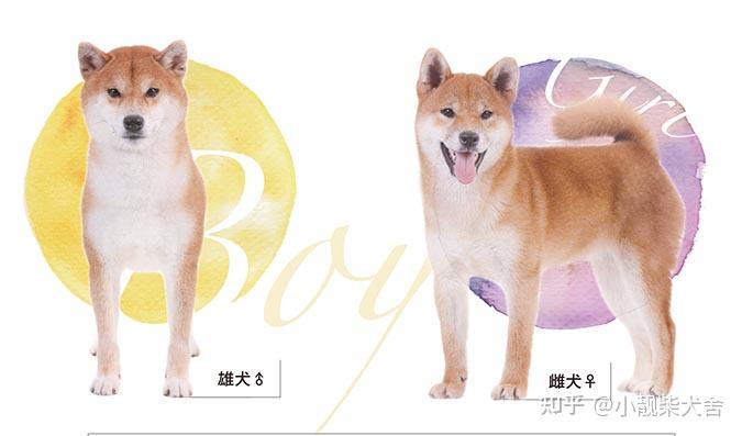 柴犬公母区别养公的好还是母的好公柴犬贵还是母柴犬贵