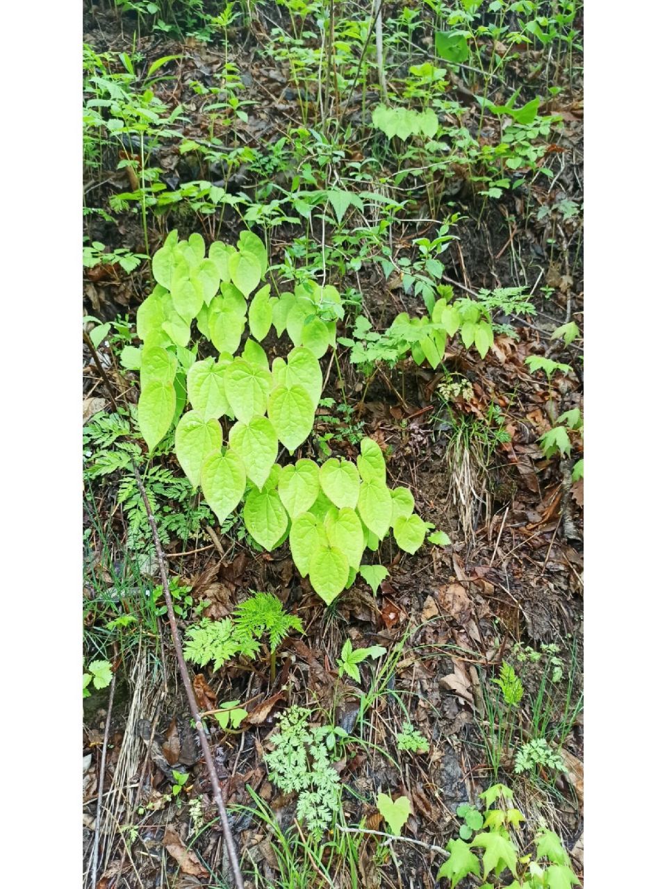 野菜-三枝九叶草 三枝九叶草,泡水喝挺好,苦苦的味道.