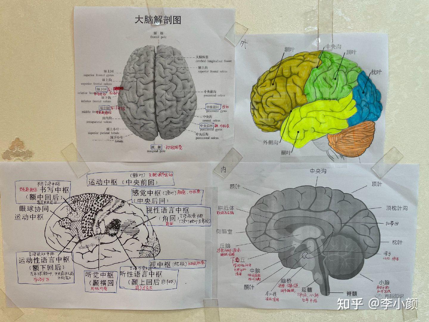 大脑的组成解剖图图片