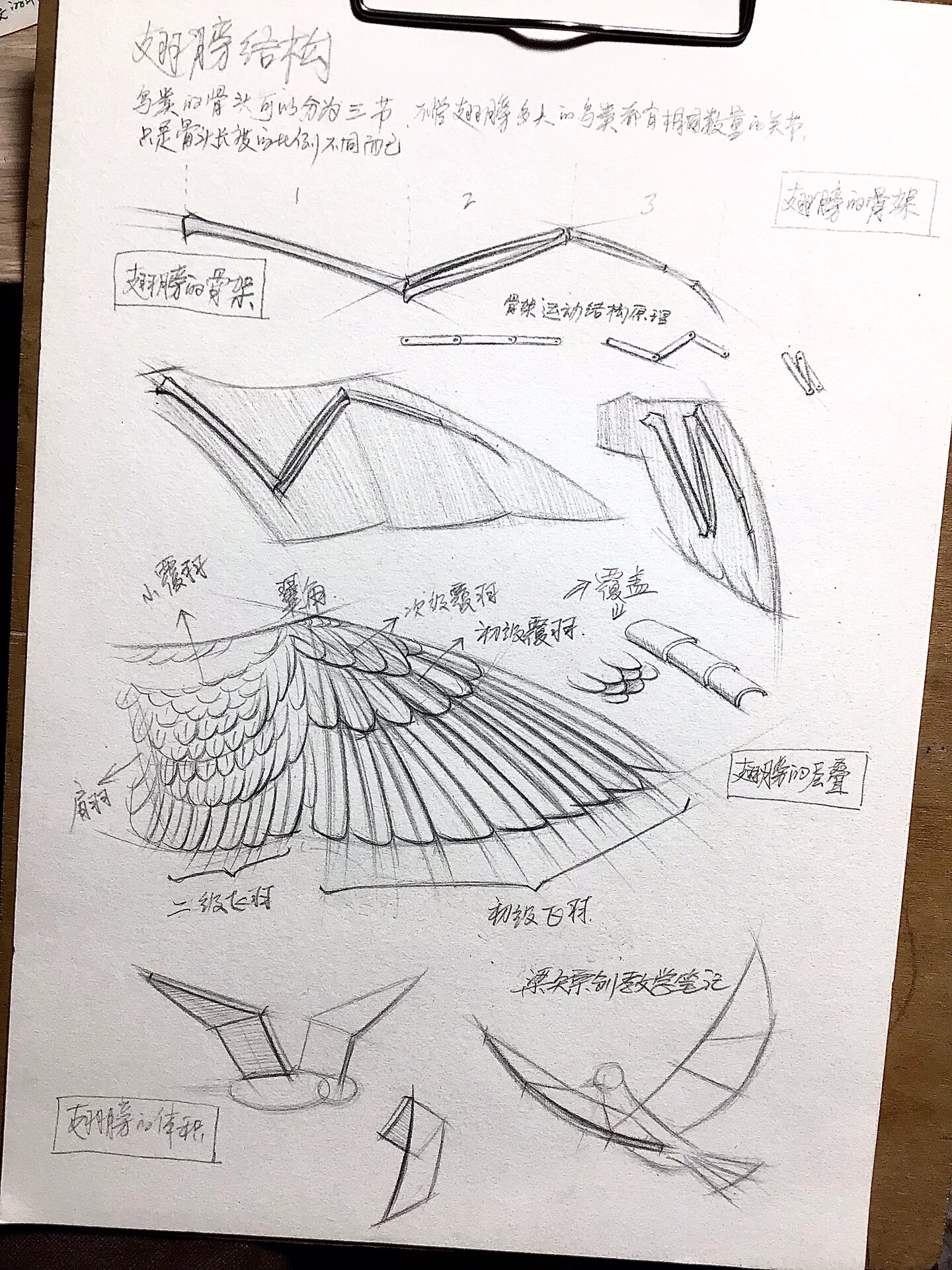 收藏!一张讲清楚翅膀结构与画法