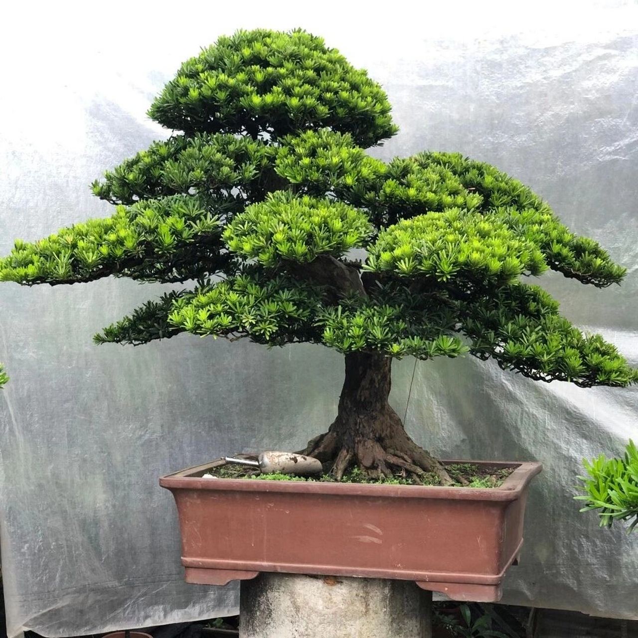 庭院景主观树一金钻罗汉松 在中国传统文化中罗汉松象征着长寿,守财