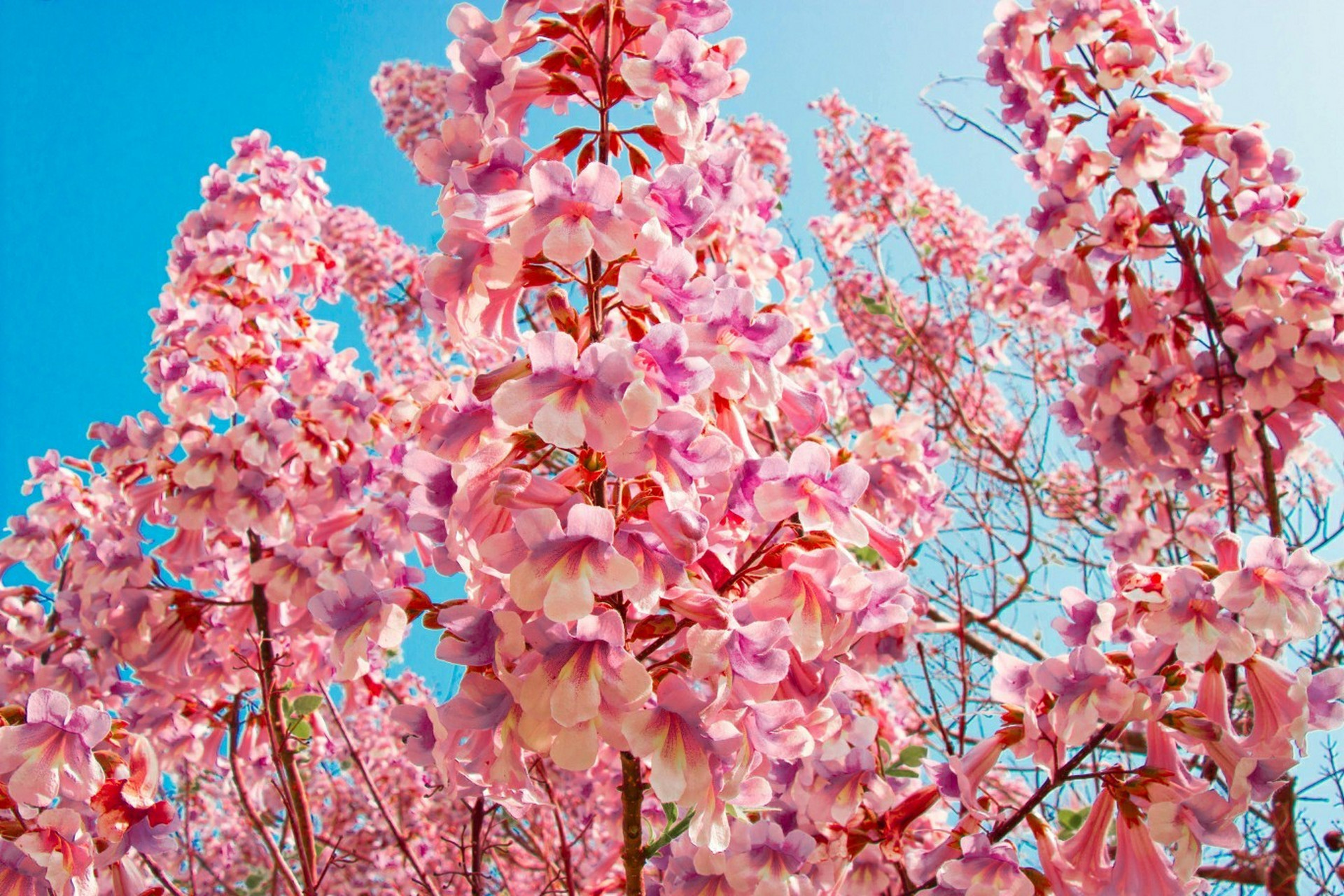 北京梧桐大道丨梧桐花 三月梧桐初始华,梧桐花开凤南枝.