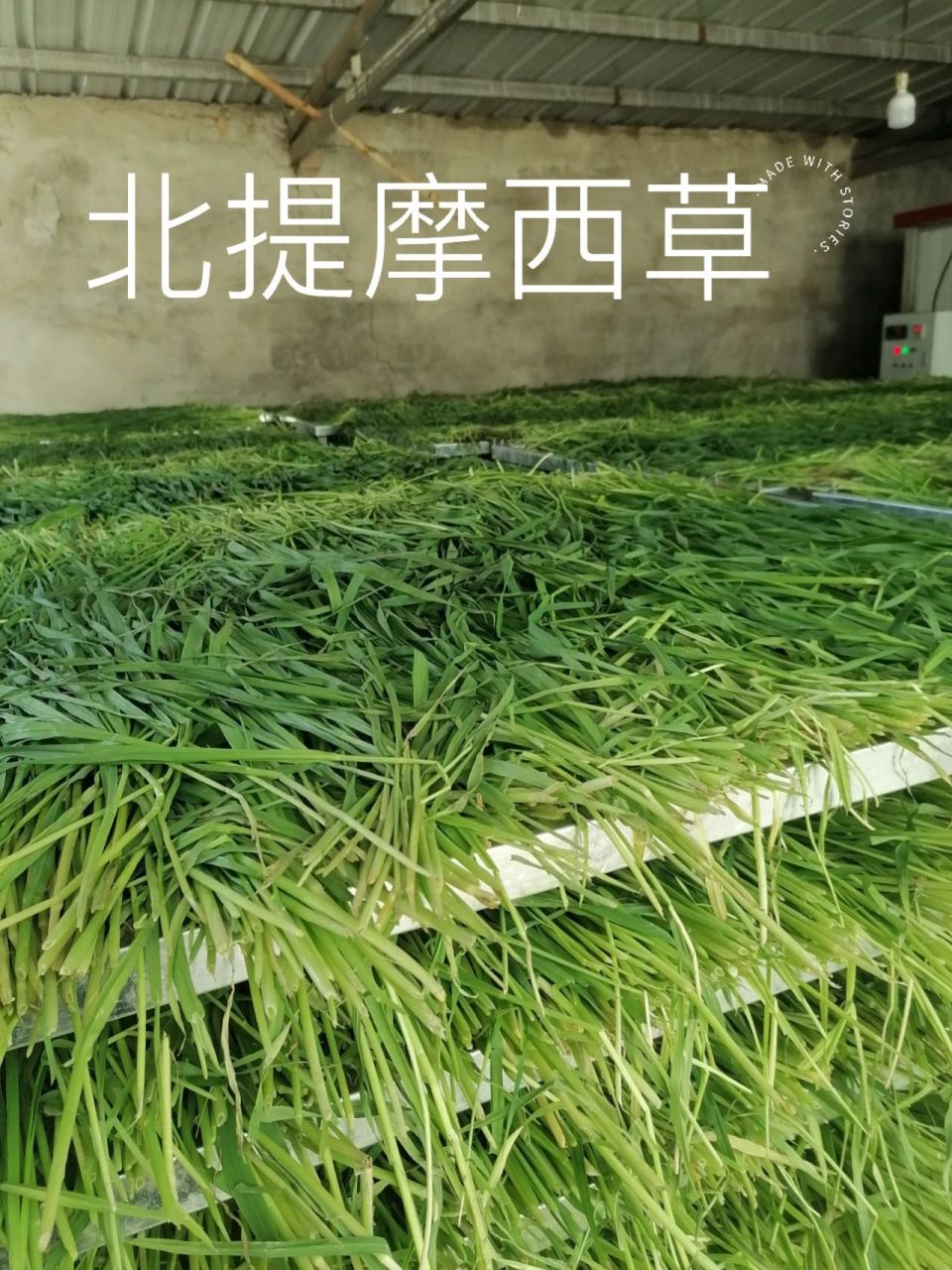 甘肃有个定西,定西有个岷县,我们岷县专业种植北提摩西草,农村话猫尾