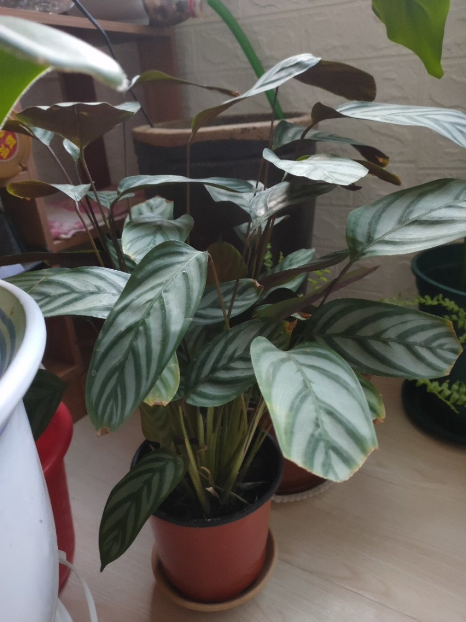 北方超好养绿植——新飞羽竹芋 这棵竹芋是去年12月花了五元从花市