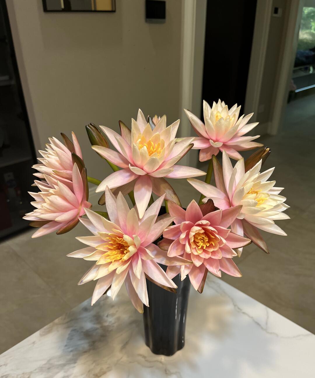 香槟色睡莲,好美