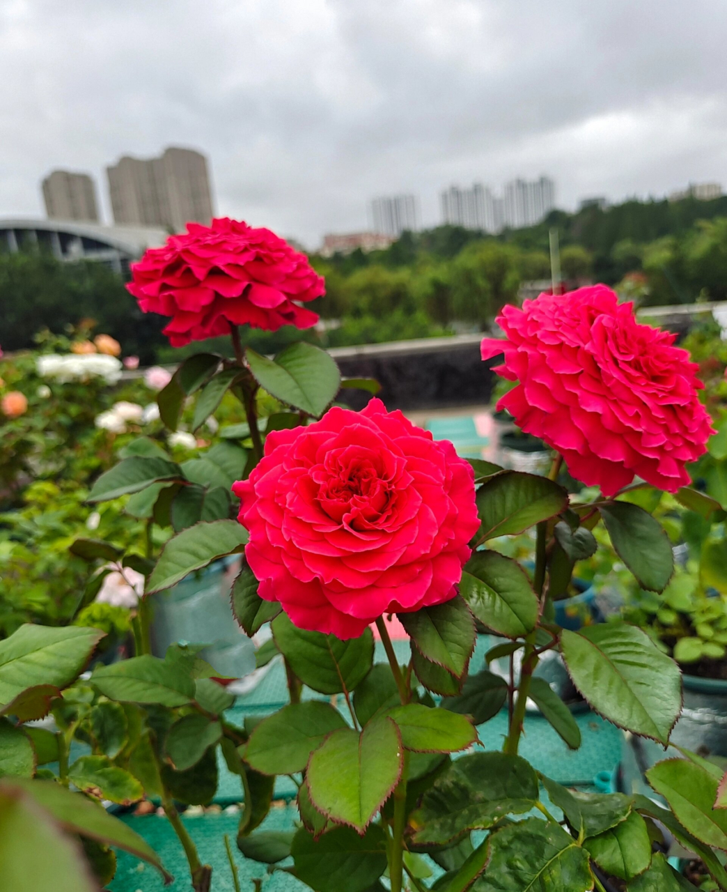 心跳月季花 夏天表现非常出色.