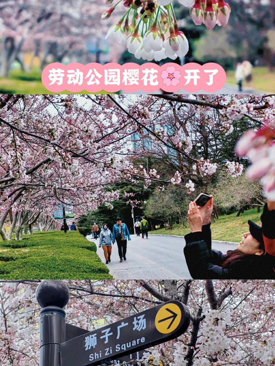 大连赏樱快报|劳动公园樱花开了 快去打卡吧 最近路过劳动公园 发现