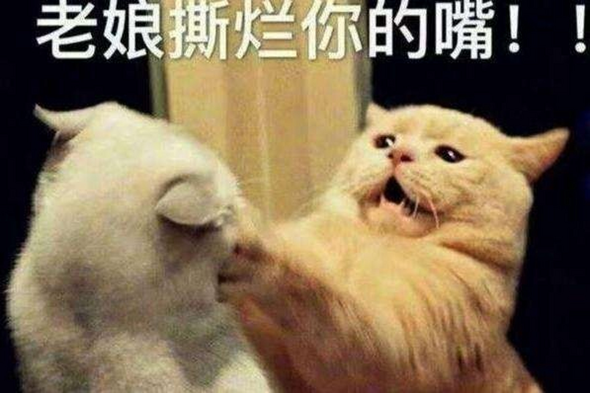 如何判断猫真打架,闹着玩? 何时出手,何时吃瓜?