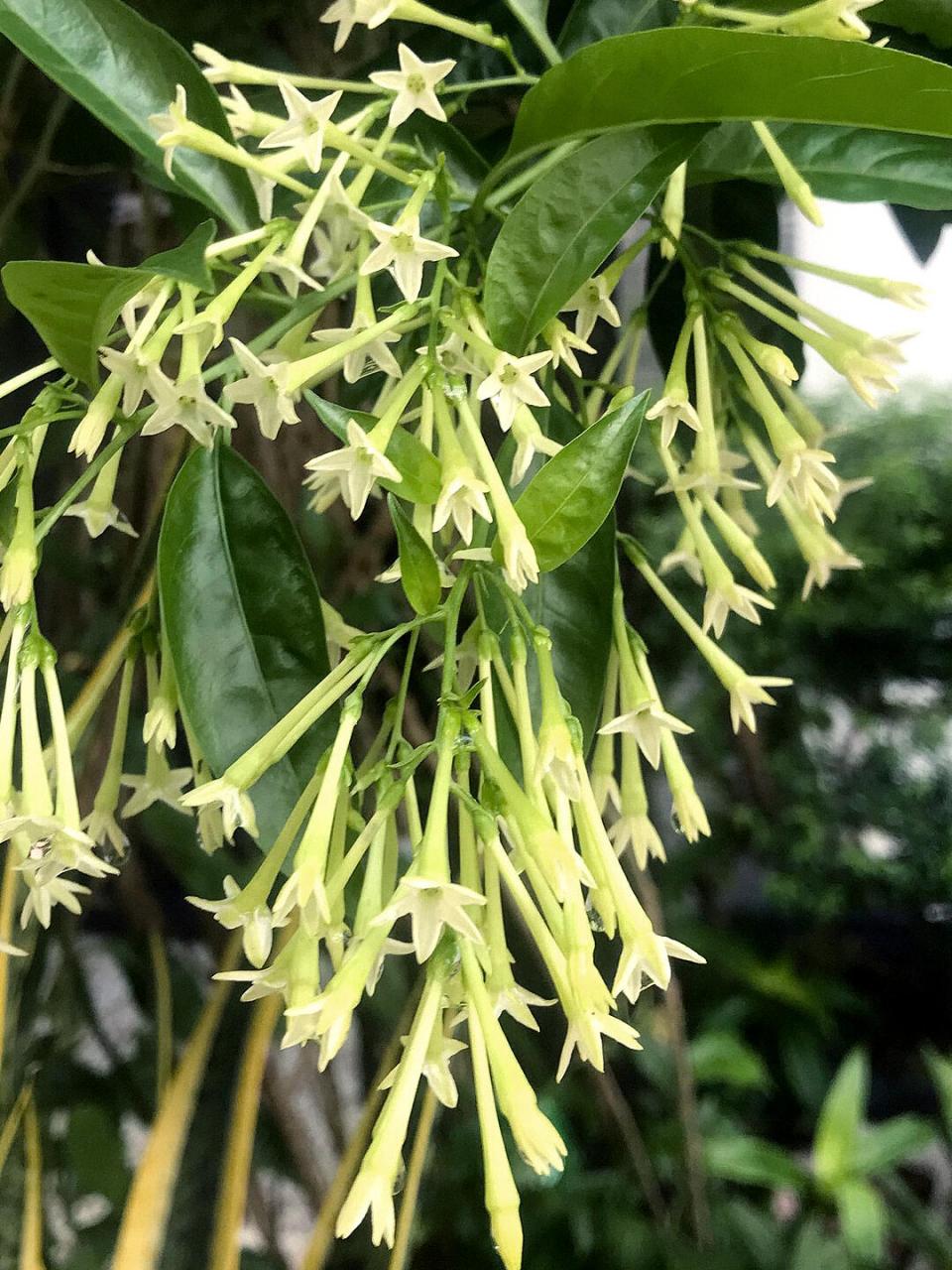 每天一种花草养护知识 | 夜香树(夜来香) 名:夜香树/cestrum