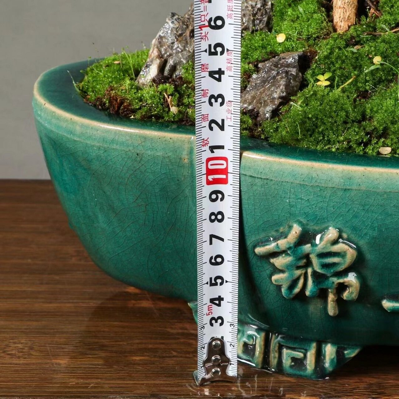 九里香 台湾达摩九里香,如图实拍