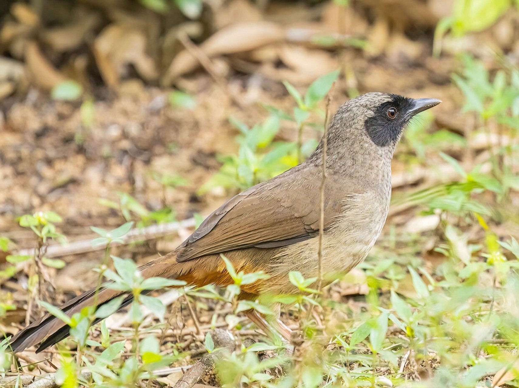 黑脸噪鹛 俗称土画眉