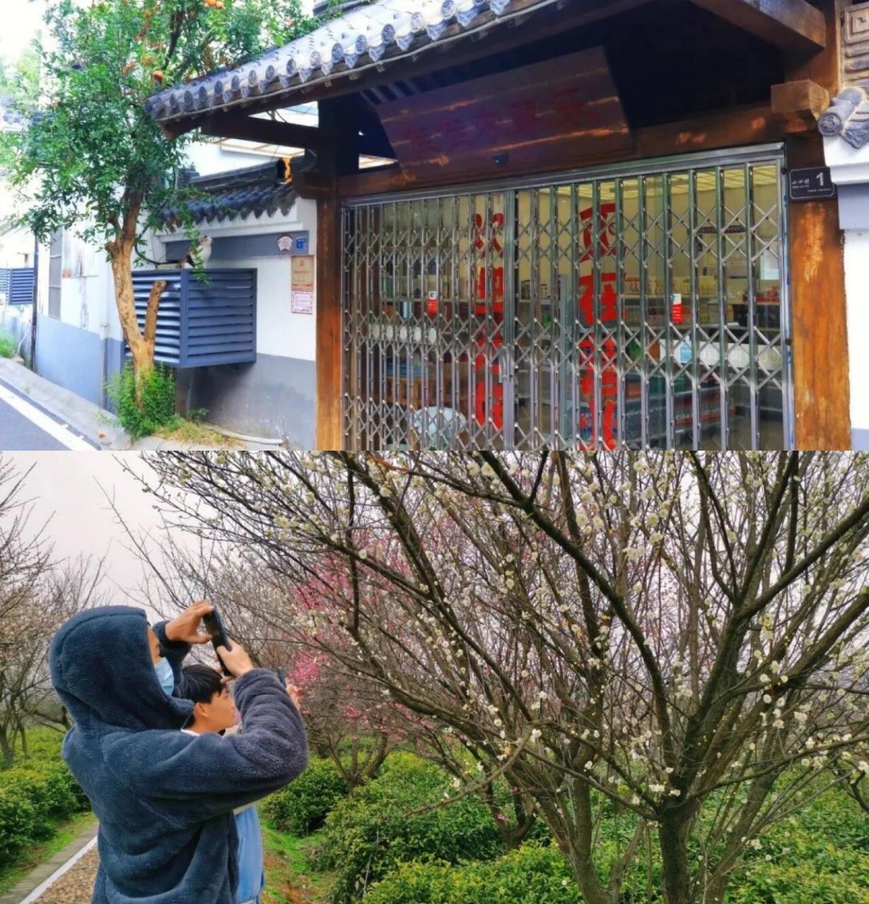 南京傅家边梅花门票图片