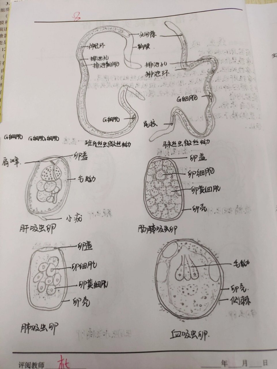 线虫:受精蛔虫卵 鞭虫卵 钩虫卵 蛔虫未受精卵 班氏丝虫微丝蚴 马来