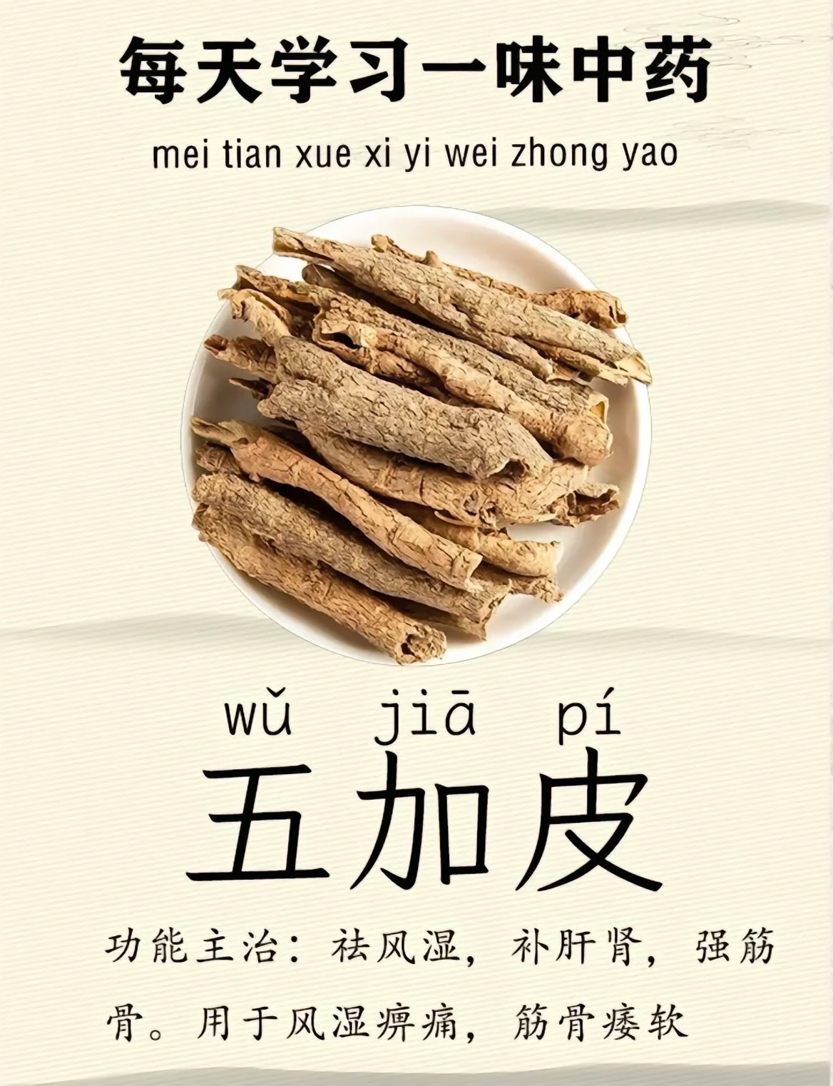 每天认识一味中草药-五加皮 别名:南五加皮,刺五加,刺五甲 来源:本品