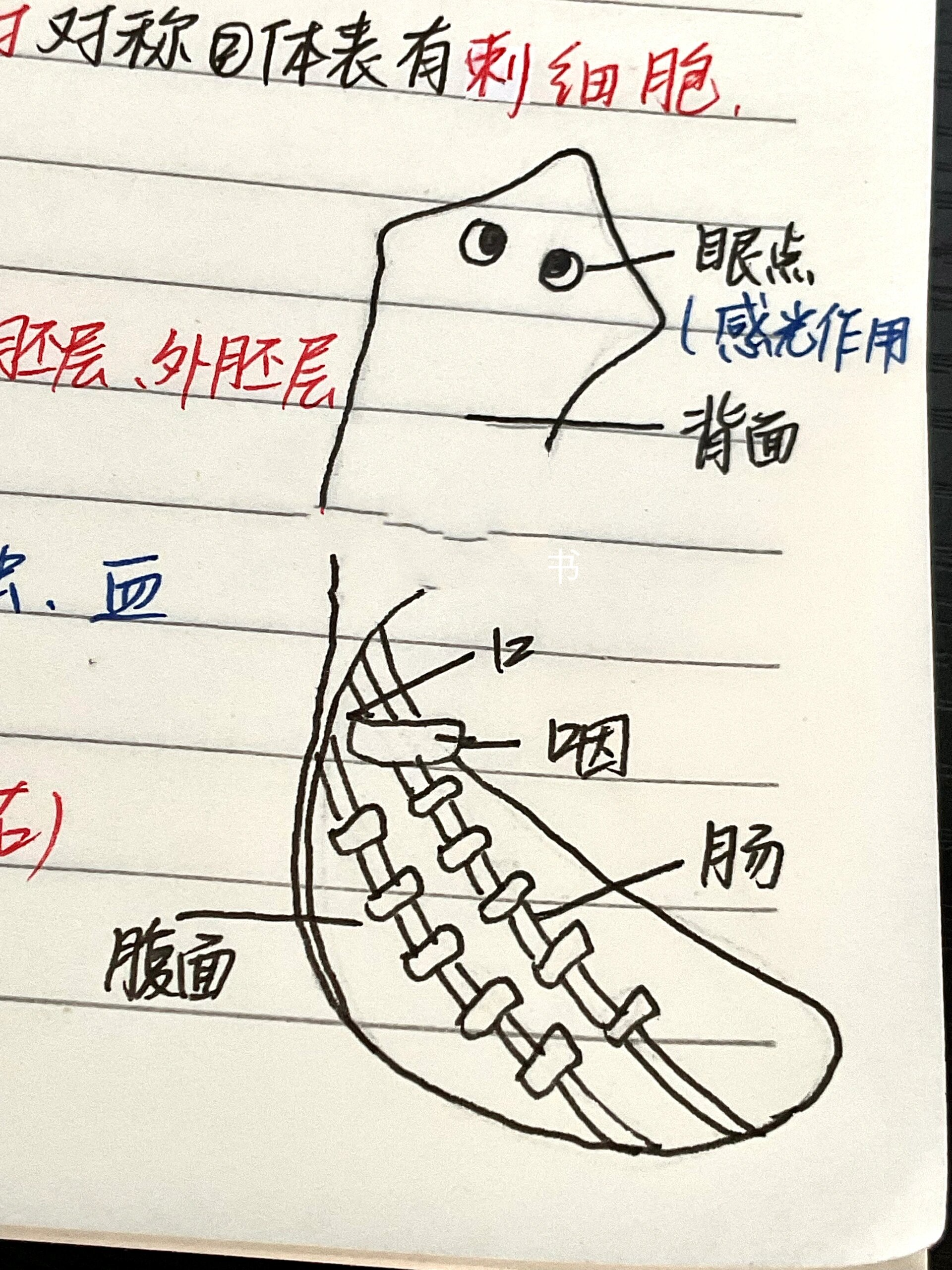 八上生物|第一节 腔肠动物和扁形动物