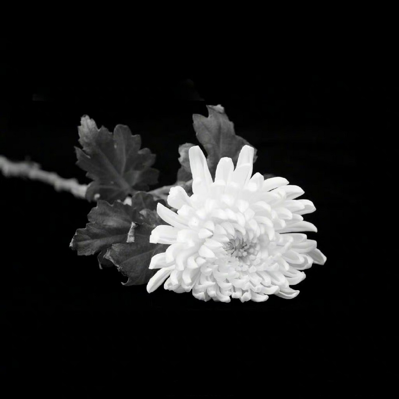 防空警报#坐标郑州,听到防空警报声时,默哀[蜡烛]致敬伟人!