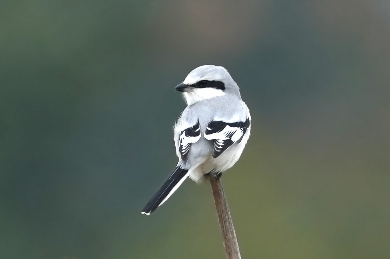 鸟类科普 - 楔尾伯劳