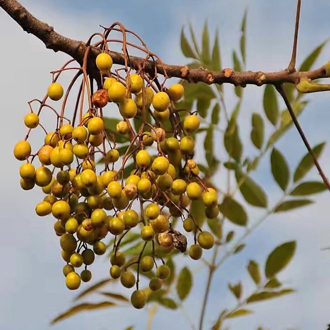 《呼吸2022》种子系列之"每日一种"-苦楝 苦楝(meli