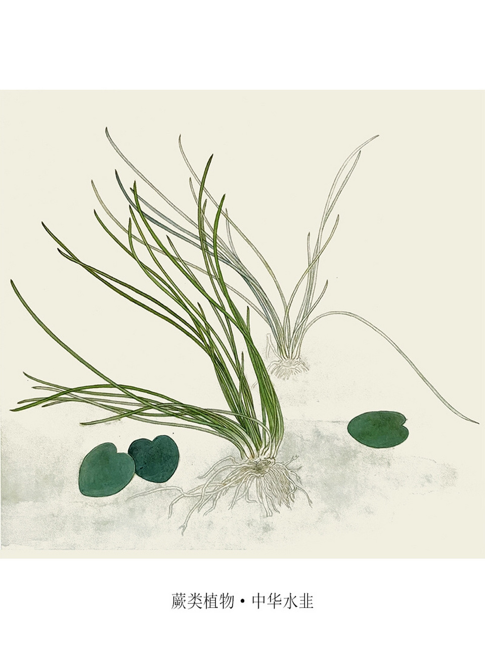 保护野生植物-024-中华水韭 中华水韭 iso05tes sinensis palmer