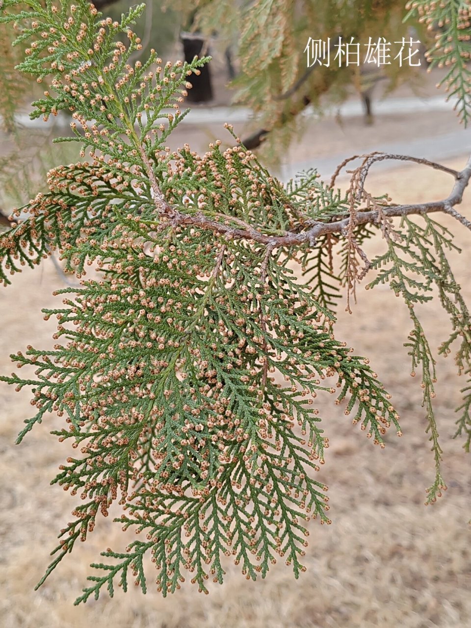每日一花(柏树开花啦) 万物皆有花——针叶树篇 常绿树有花吗?