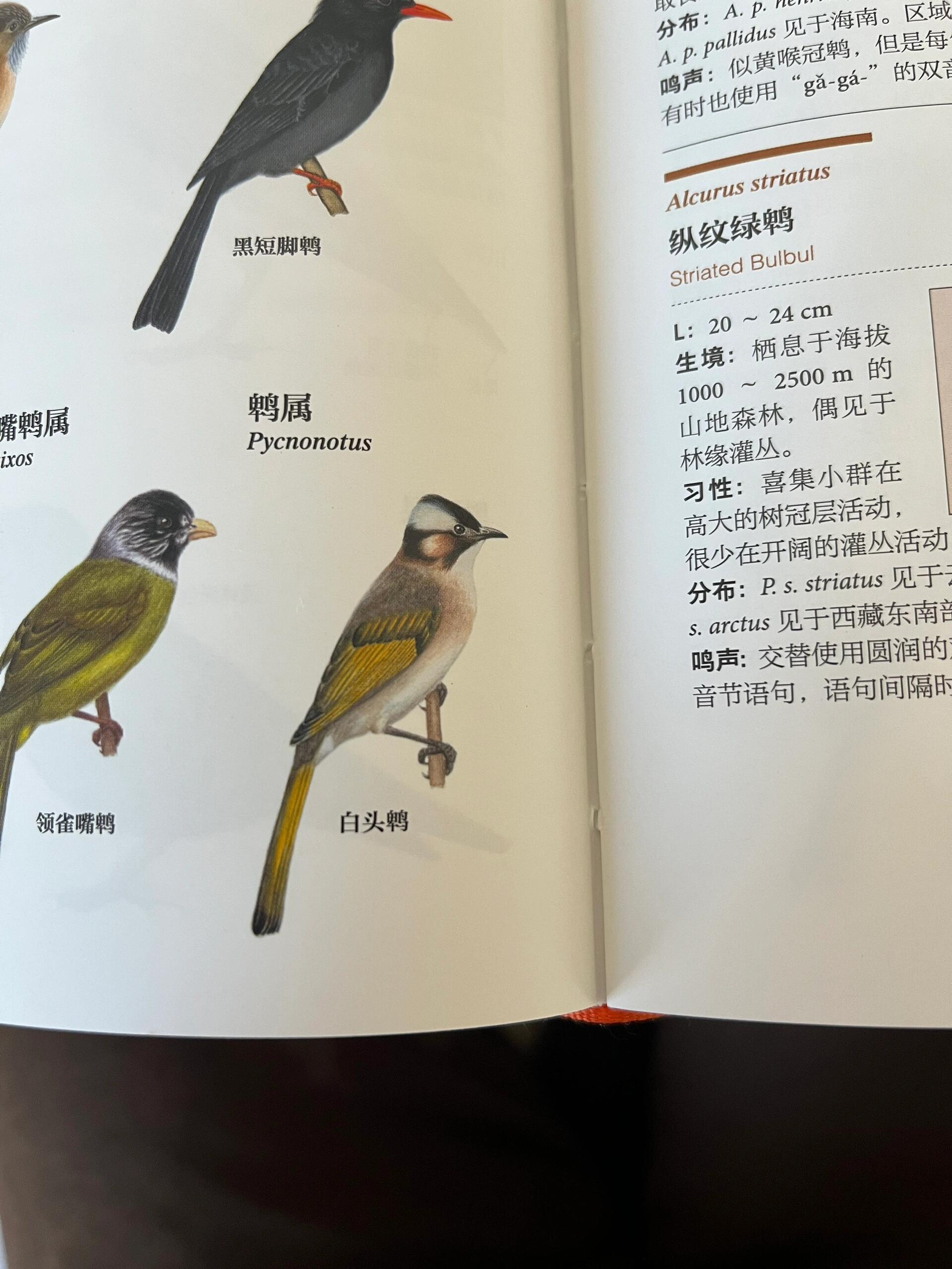 原来它就是白头翁