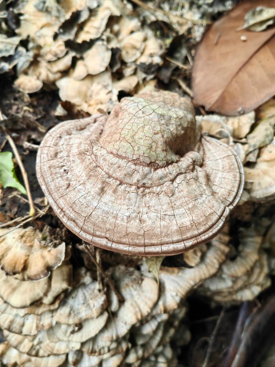 平盖灵芝 灵芝科灵芝属植物,别名树舌灵芝.