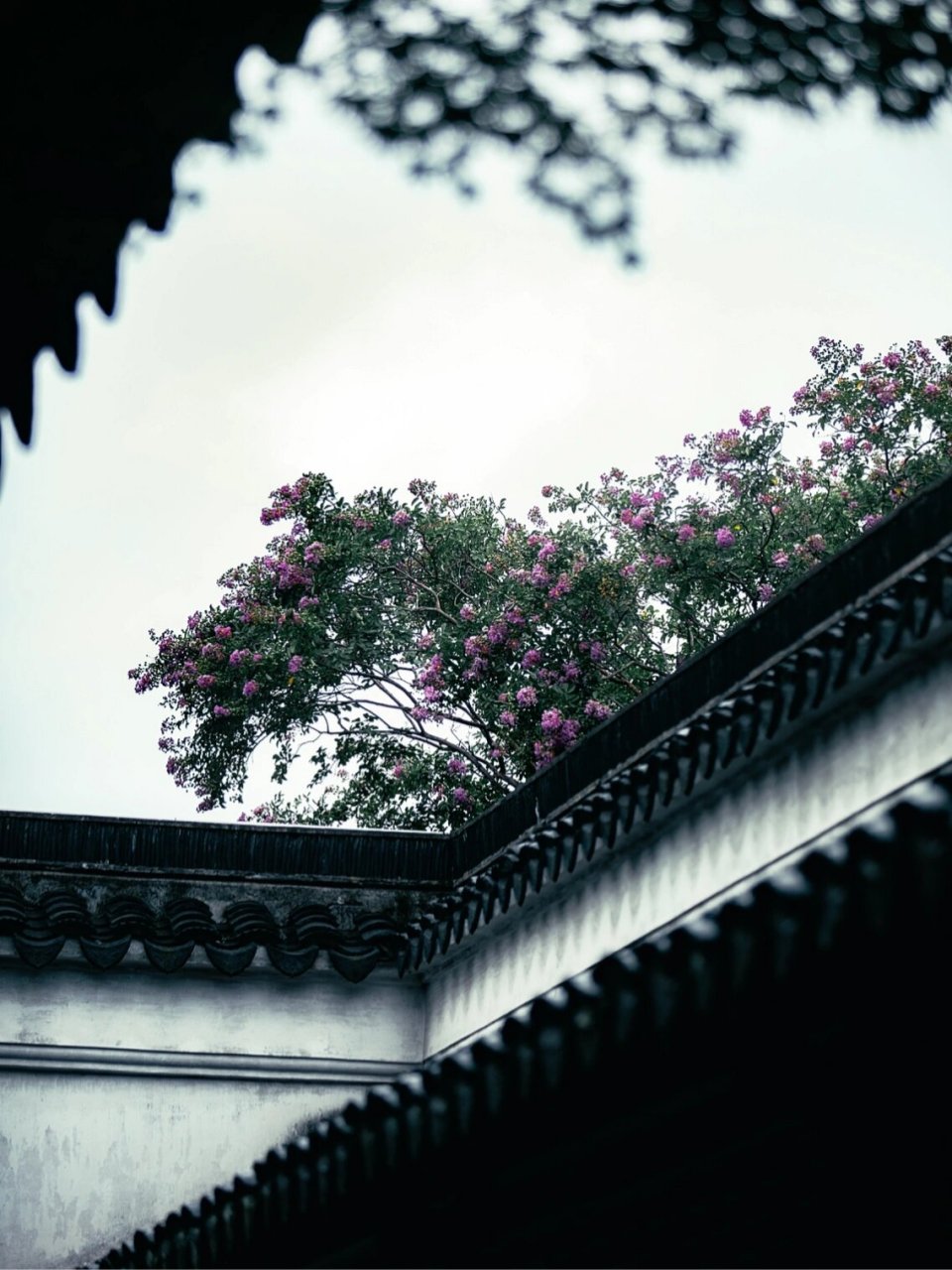 苏州园林 | 青砖黛瓦 | 烟雨中江南才叫江南 烟雨中的黛瓦白墙,最有