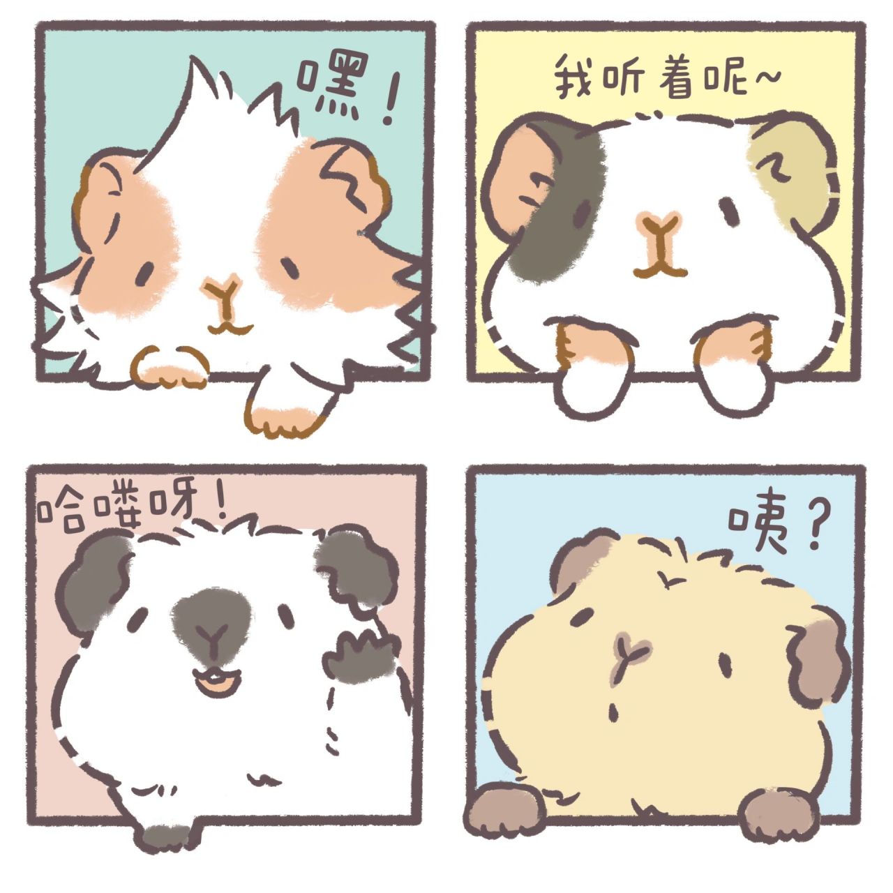 原创微信聊天头像|荷兰猪|来一起聊天吧 07禁止二次上传修改