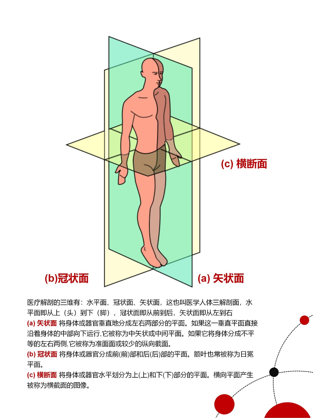 多图理解人体解剖 矢状面