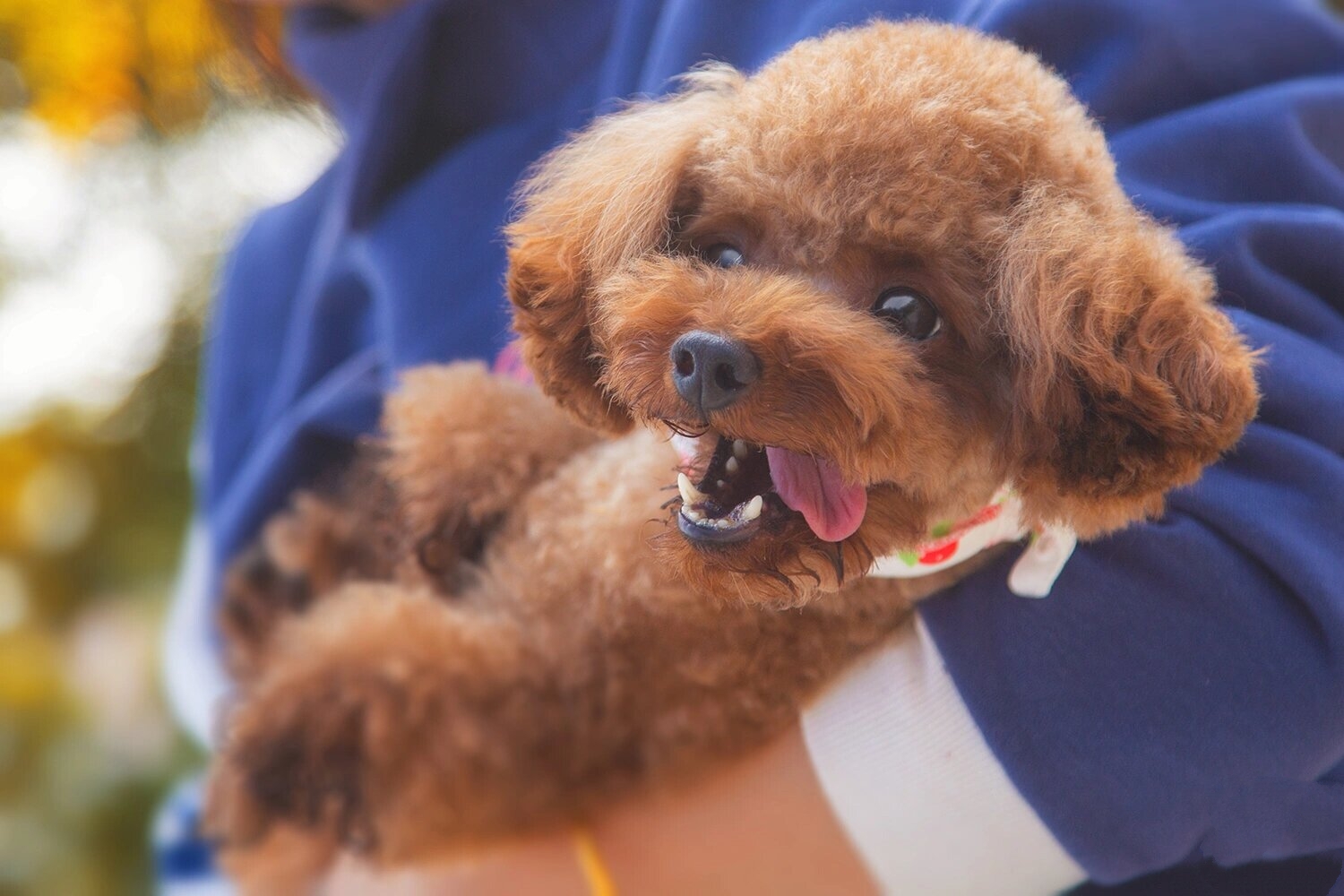 泰迪犬也叫贵宾犬,是年轻人最喜爱的一种狗狗,它的智商排名在狗狗中