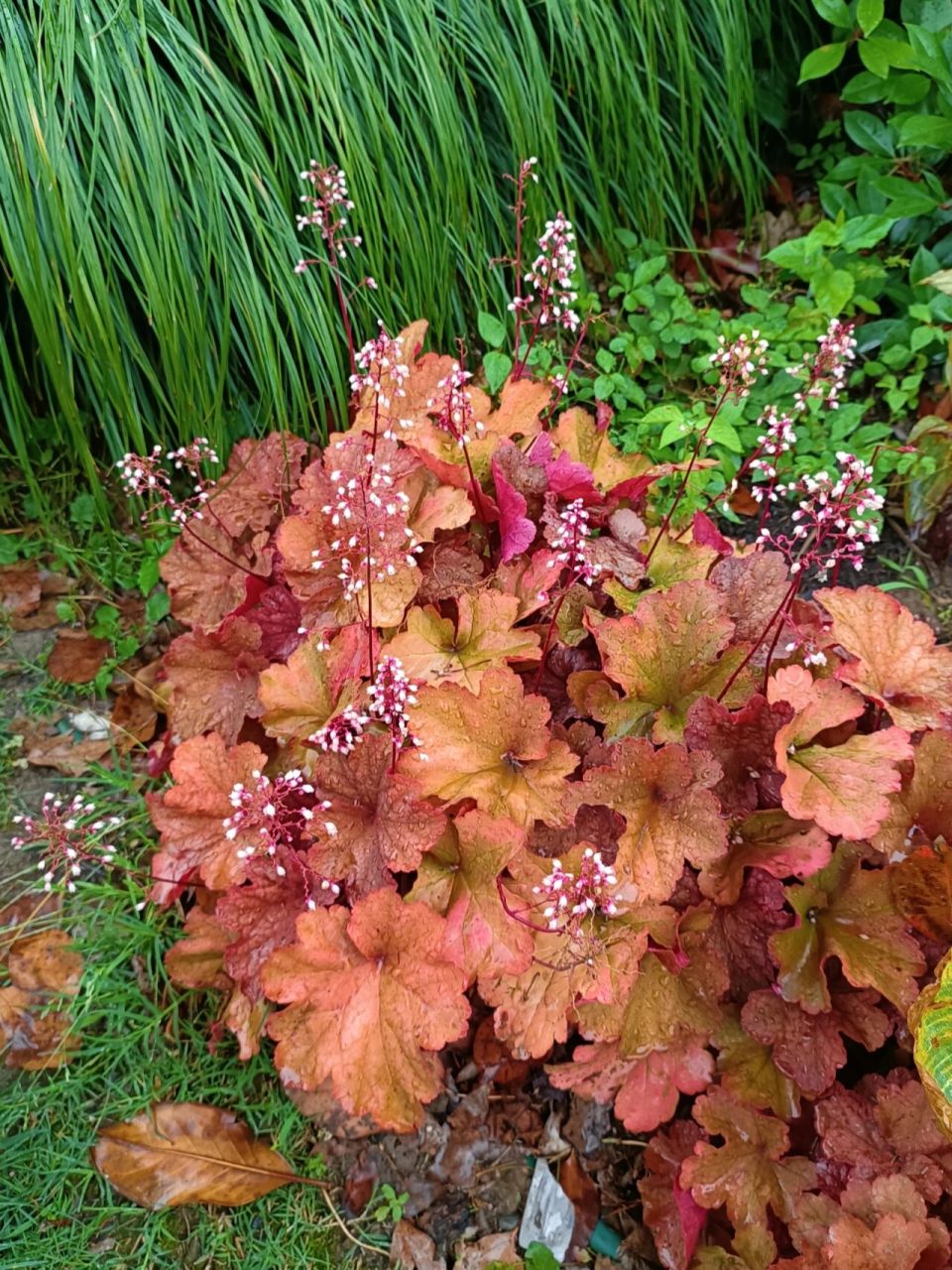 矾根花 一直觉得五彩斑斓的矾根,美是美,但有些过于生硬!