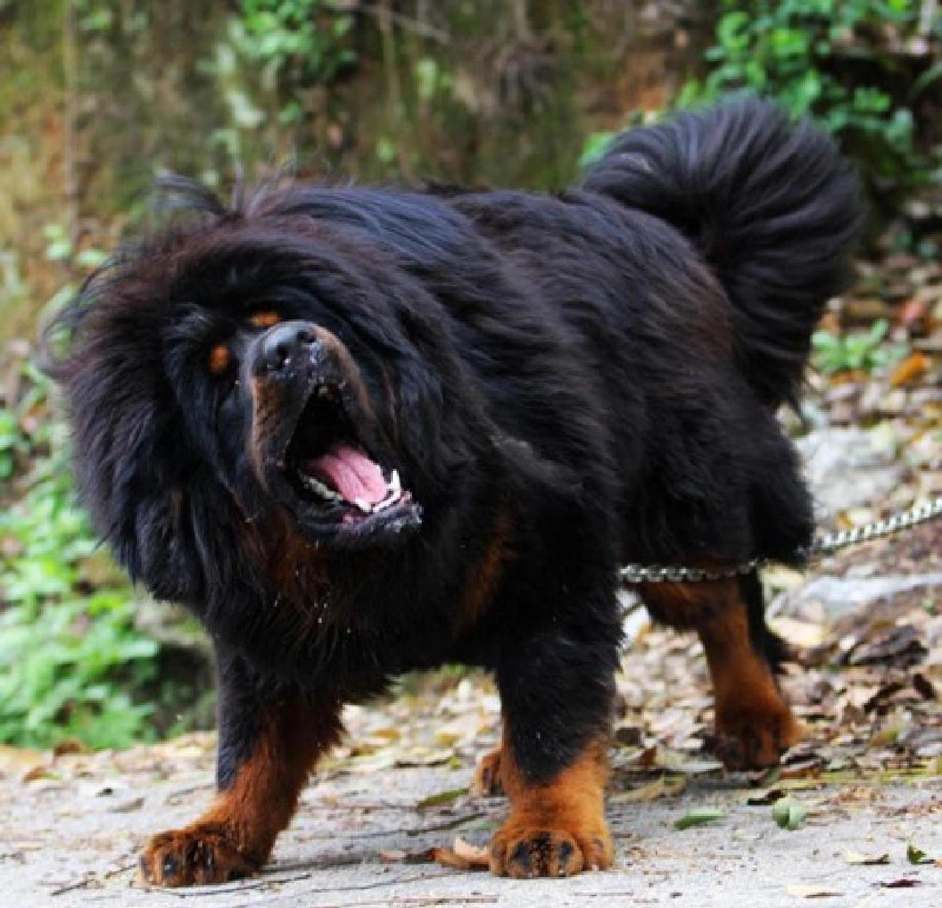 看着很凶的藏獒犬 能吃人的藏獒 我们这里有个老爷子去喂自己家的藏獒