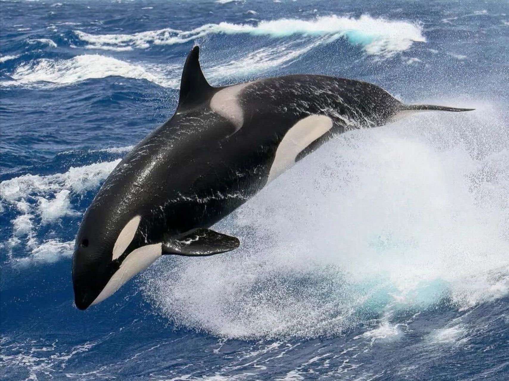 国内这几个地方可以看虎鲸95 目前国内已知有鲸鱼的海洋馆大概有